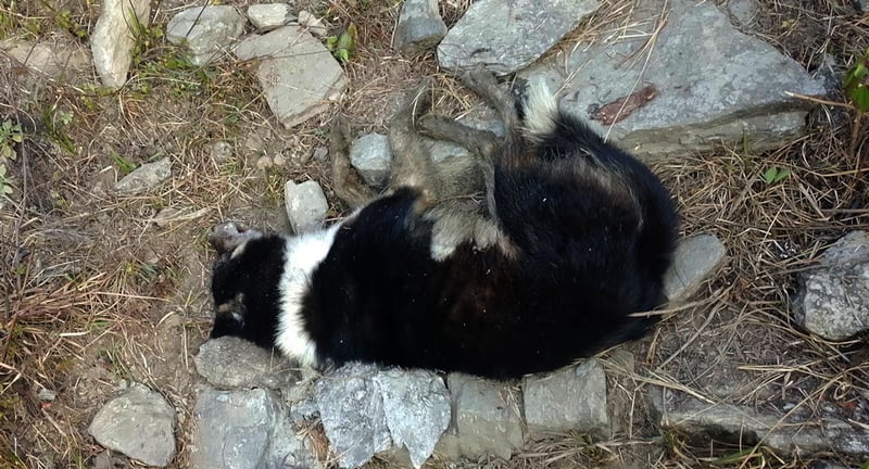 पशुमाथिको क्रुरता झन् बढ्दो, कुकुर मारेर फेसबुकमा भिडियो