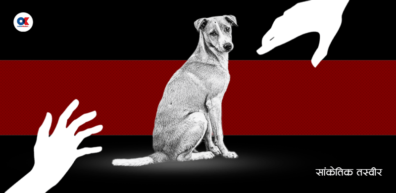 गर्भवती कुकुरलाई स्लिपिङ ट्याब्लेट खुवाउँदै लगातार यौनजन्य दूर्व्यवहार