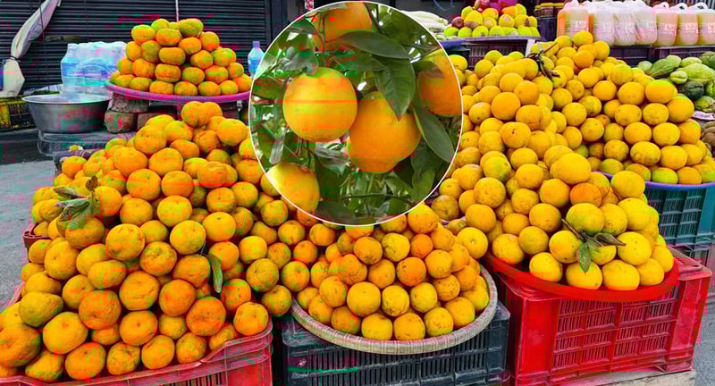 जुनारले दिंदैछ सिन्धुलीलाई नयाँ पहिचान