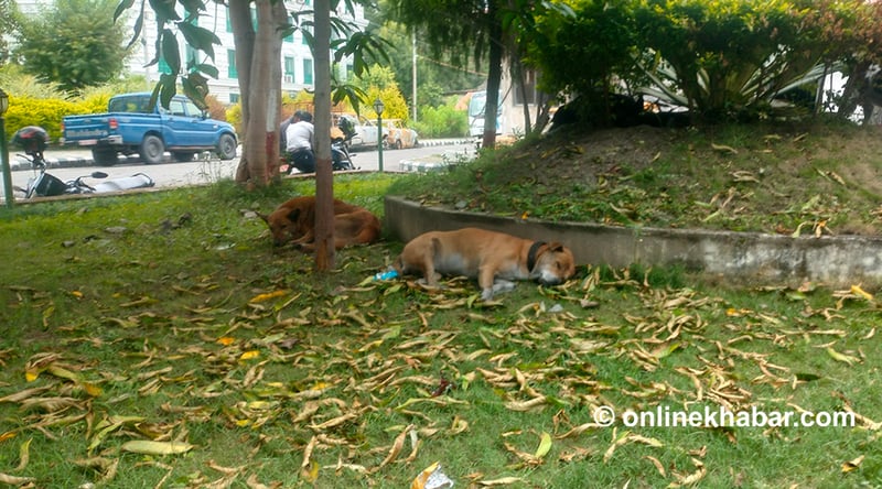 जब सिंहदरबारबाट कुकुर हटाउने निर्णय भयो