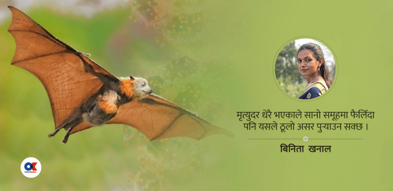 नेपालको दैलोमा निपा भाइरस