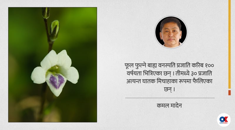 इनरुवामा फैलिएको नयाँ मिचाहा झार : सौन्दर्यका नाममा जोखिम