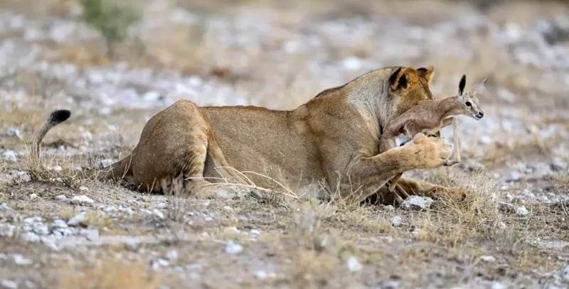 मातृत्वले जितेको शिकार : प्राणी जगतको अद्भुत घट्ना