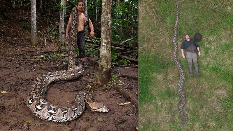 फेला पर्यो संसारकै लामो अजिंगर, गिनिज बुकमा लेखायो नाम