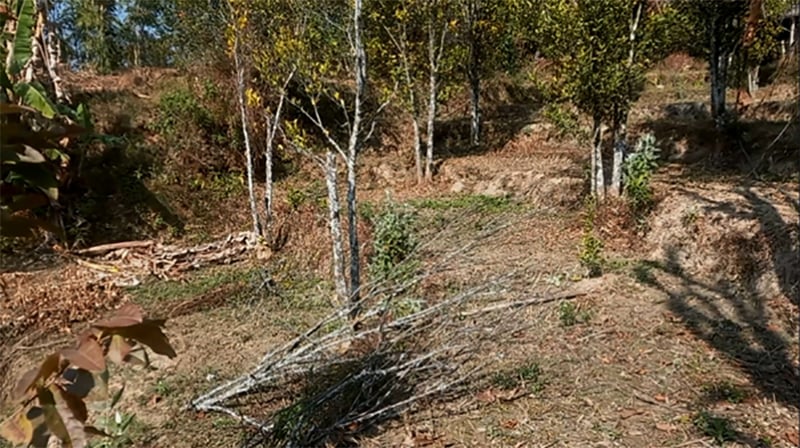 सुन्तलाका बोट सुक्न थालेपछि भोजपुरका किसान समस्यामा