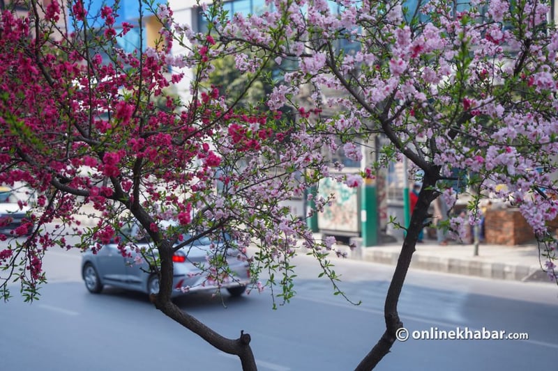 फूल्यो चेरी, बढ्यो काठमाडौंको सौन्दर्य (तस्वीरहरू)
