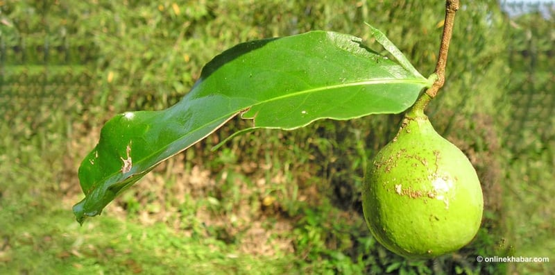 रानीबेल : स्मृति, विज्ञान र संरक्षणको कथा