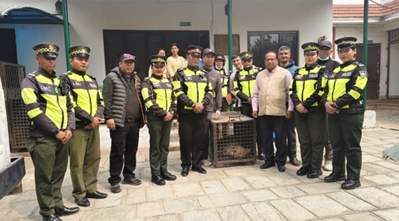 ललितपुरबाट चितुवाको उद्धार