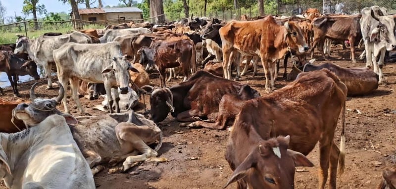 बर्दगोरियाको गौशालामा खाना नहुँदा गाईको विजोग, व्यवस्थापनमा बजेट अभाव