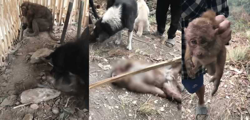 आधा दर्जन बाँदरलाई तड्पाउँदै क्रुरतापूर्वक हत्या