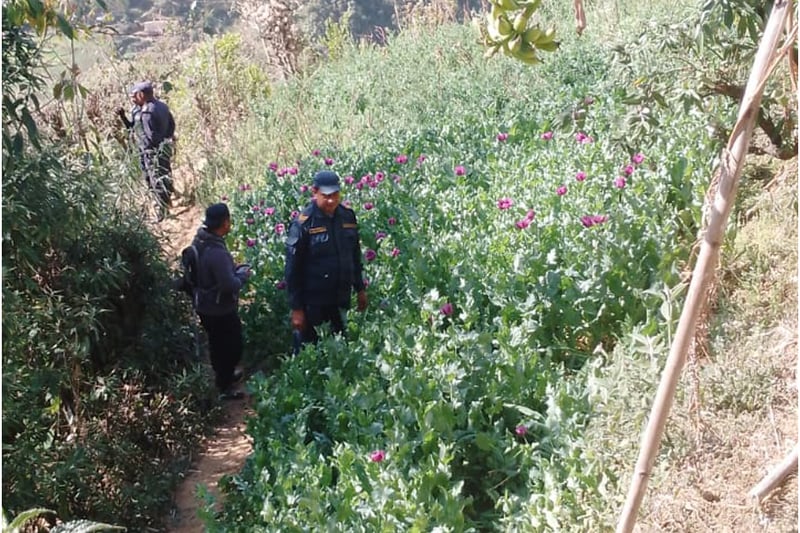 रोल्पामा प्रहरीले नष्ट गर्यो अफिम खेती
