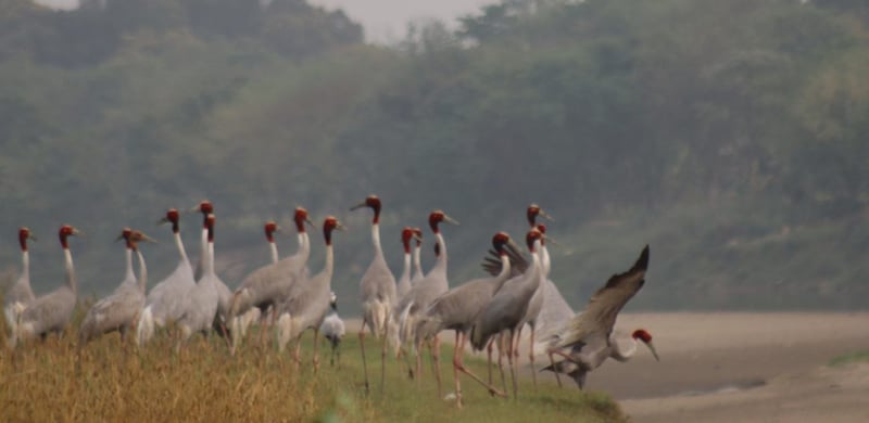 सारसको रोजाइमा लुम्बिनी : स्थानीयको संरक्षणले फस्टाउँदै प्रजननस्थल