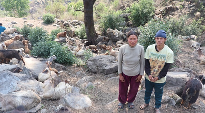 विदेशबाट फर्किएका भीम, घुम्तीगोठले बनाए आत्मनिर्भर