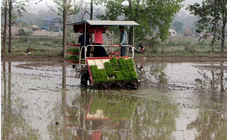 मेसिनबाट धान रोपाइँमा किसानको आकर्षण