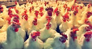 झापामा ‘बर्ड फ्लु’ प्रकोपः पक्षीजन्य वस्तु ओसार–पसारमा रोक