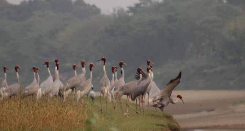 सारसको रोजाइमा लुम्बिनी : स्थानीयको संरक्षणले फस्टाउँदै प्रजननस्थल