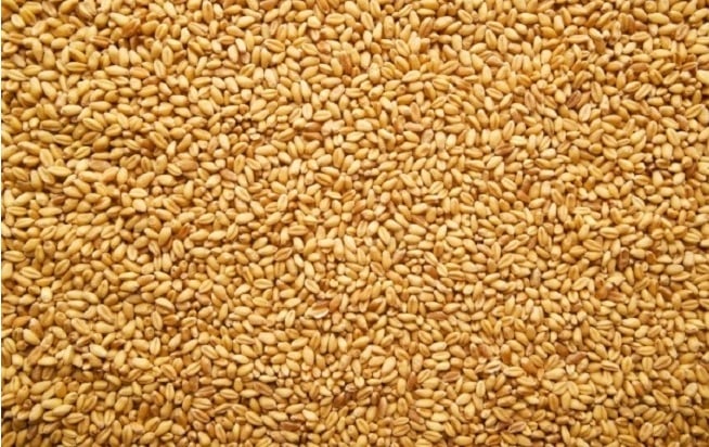 खाद्य कम्पनीद्वारा कैलालीमा गहुँ खरिद सुरु