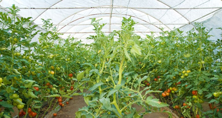 महिला सामूहिक बेमौसमी तरकारीखेतीमा आकर्षित