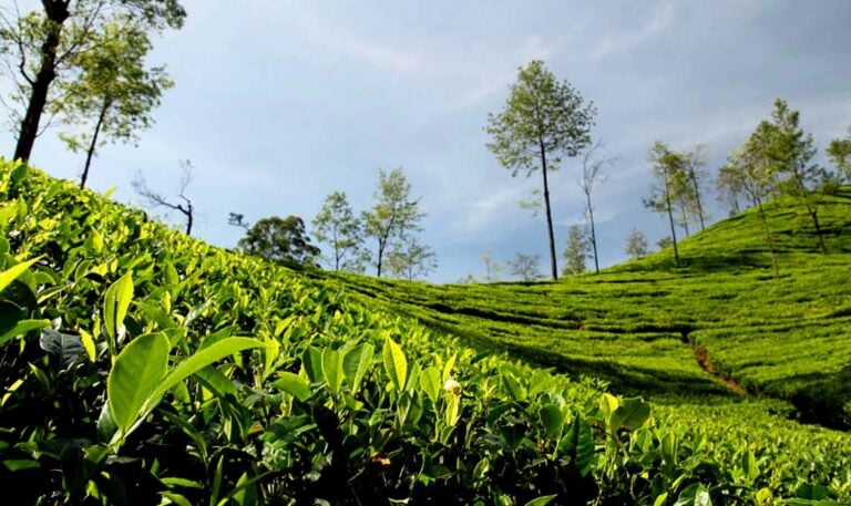 पञ्चकन्या गाउँपालिकाले लगाएको चियाको व्यावसायिक उत्पादन सुरु