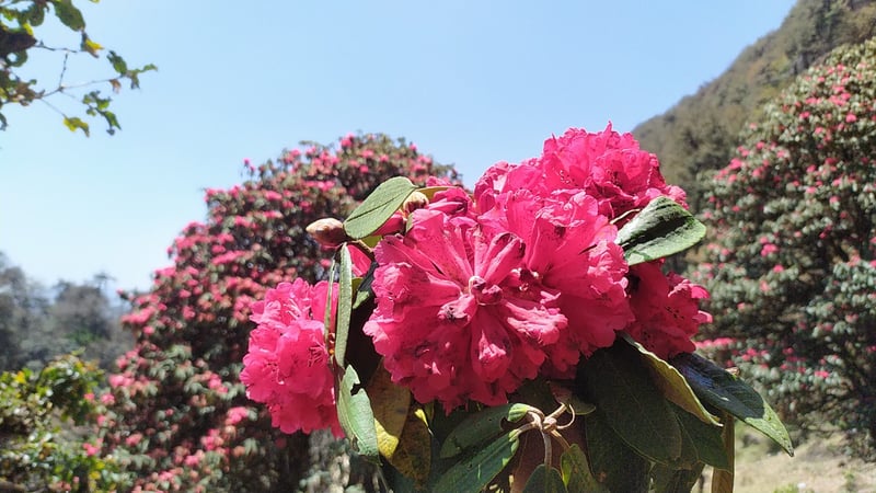 गुराँसको राजधानी भरिभराउ, होटल नपाएर फर्कँदै पर्यटक