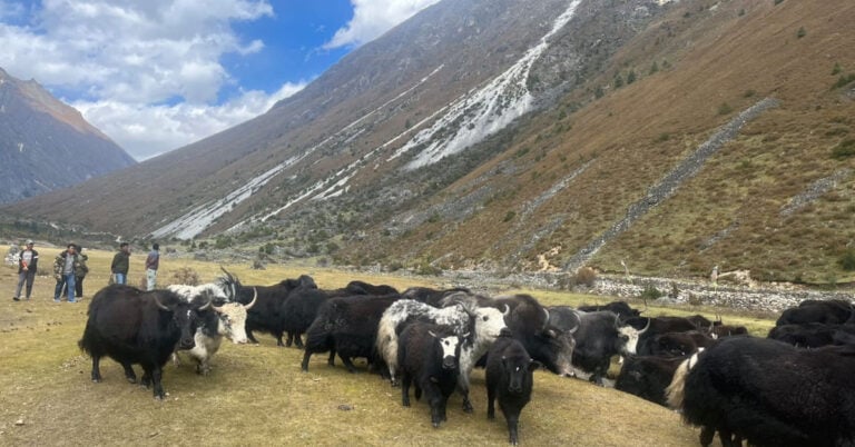 याक तथा चौँरी महोत्सवबाट किसान उत्साहित