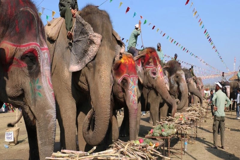 Animal rights groups urge rethink of Chitwan elephant festival events