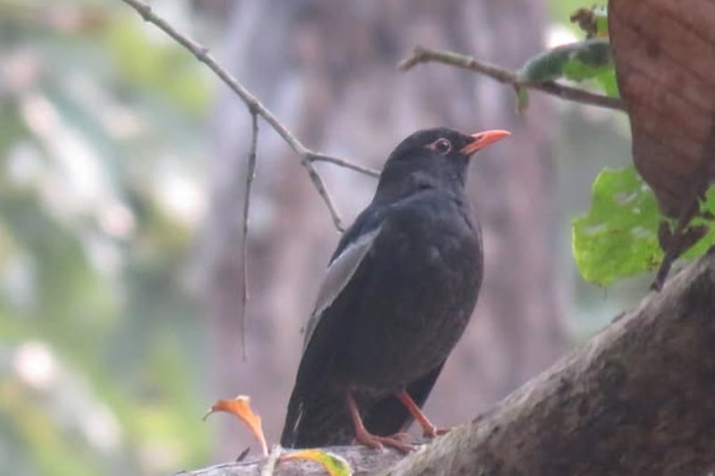 Ornithologists surprised to spot ‘Madana Chanchar’ in Shuklaphanta