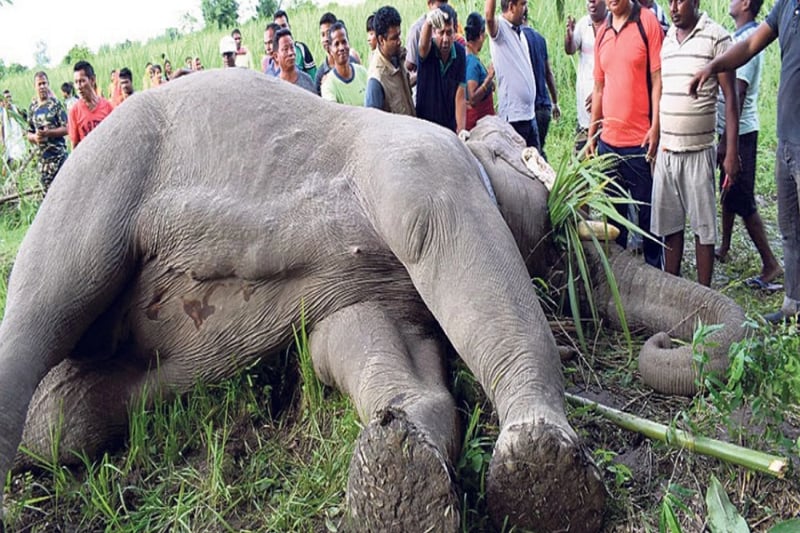 Wild elephant found dead in Jhapa