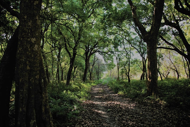 Nepal becomes first South Asian country to sign LEAF Coalition deal