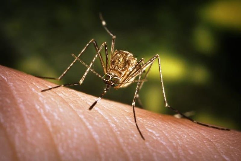 Japanese Encephalitis claims 35 lives across Nepal this year