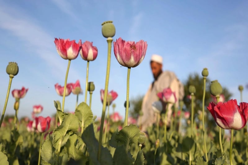 Afghan farmers taking heavy hit from opium poppy ban: UN