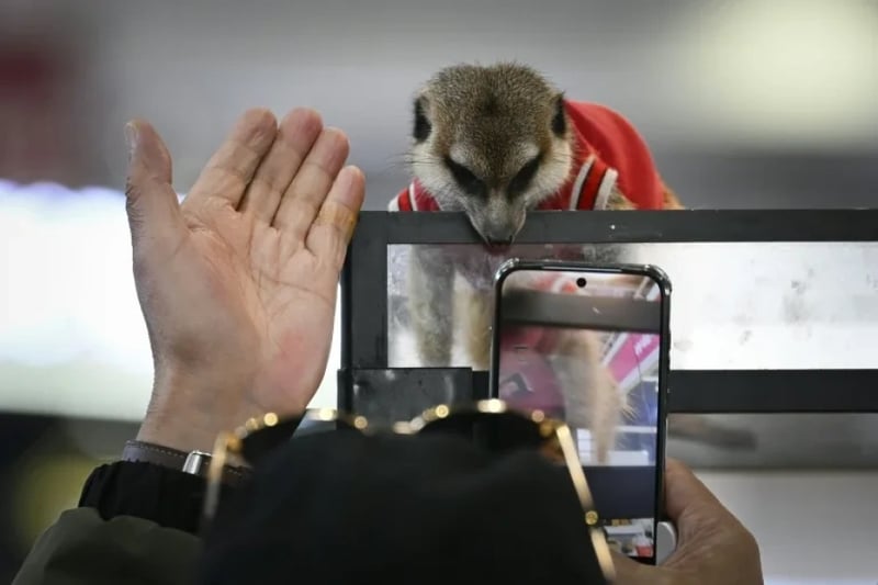 Exotic pet trade thrives in China despite welfare concerns