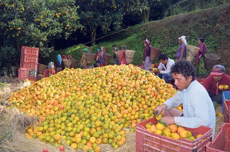 Orange worth Rs 316 million produced in Myagdi