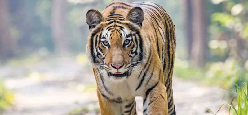 Teen girl killed in tiger attack in Bardiya