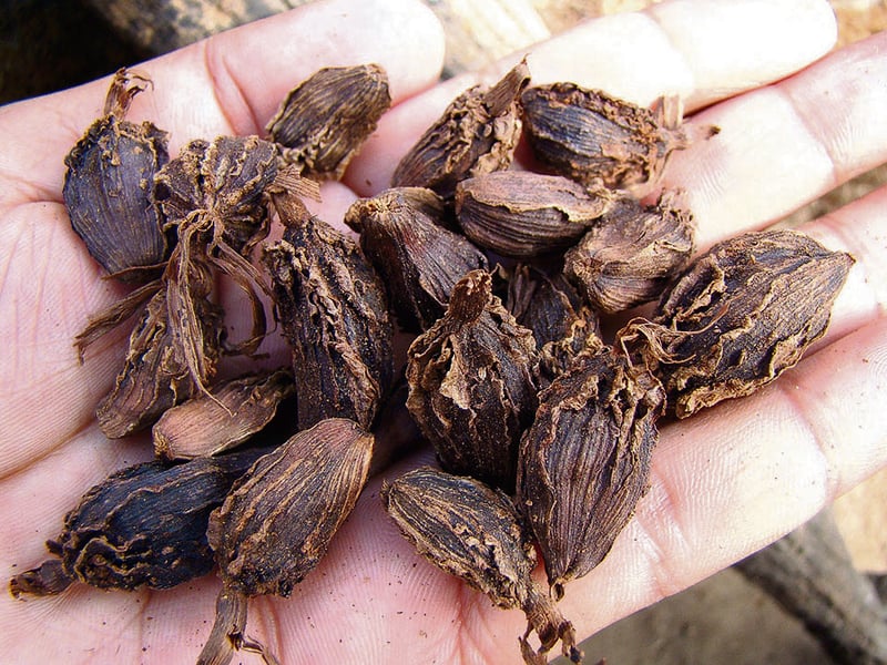 Lamjung earns over Rs 243 million from cardamom sales this FY