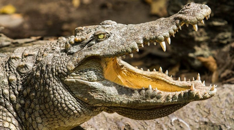 205 crocodiles released into Rapti River