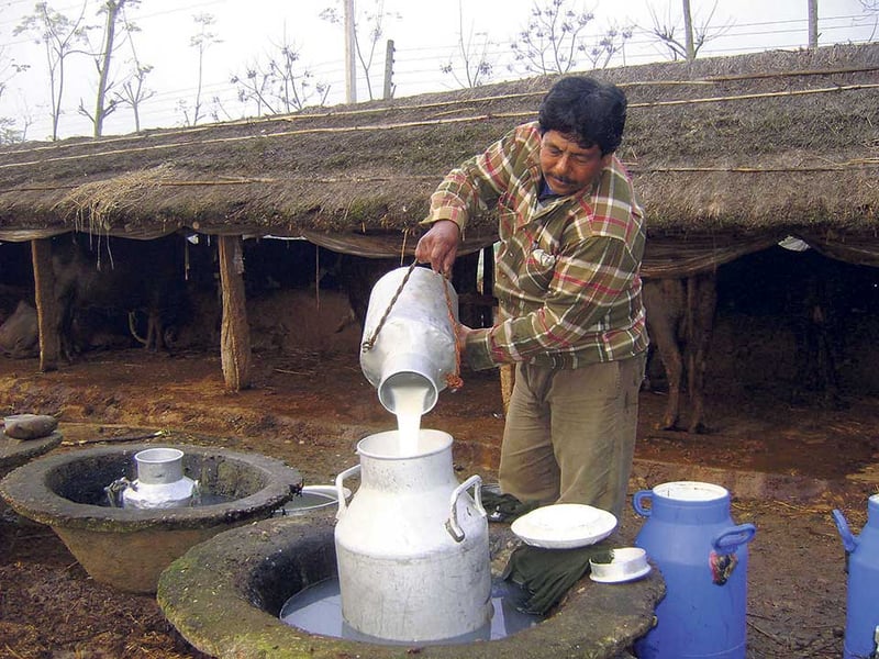 Nepali farmers find market as milk prices rise in India