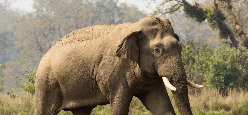 Minor girl dead in elephant attack in Kanchanpur