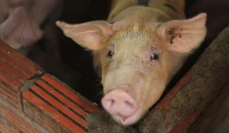 African swine fever detected in 10,000 pigs around the Valley; farmers urged to remain alert