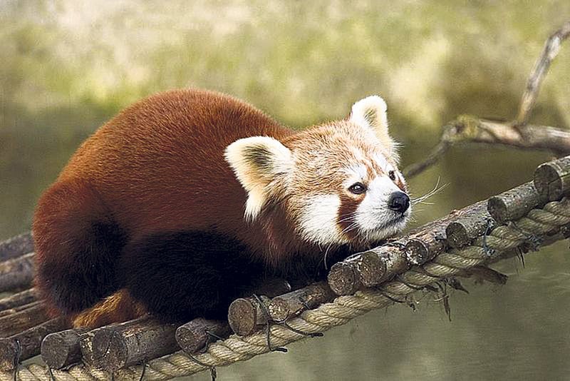 Third Red Panda Festival to be held in Ilam from April 3–6