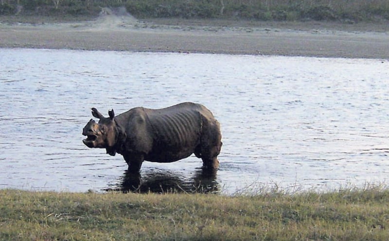 'Rhino Cruise' coming into operation from Gaindakot