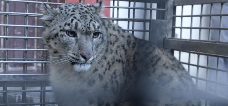 Counting of snow leopard begins in Mustang