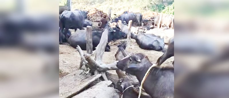 Halkarapurwa: A village of 34 families raising over 600 buffaloes