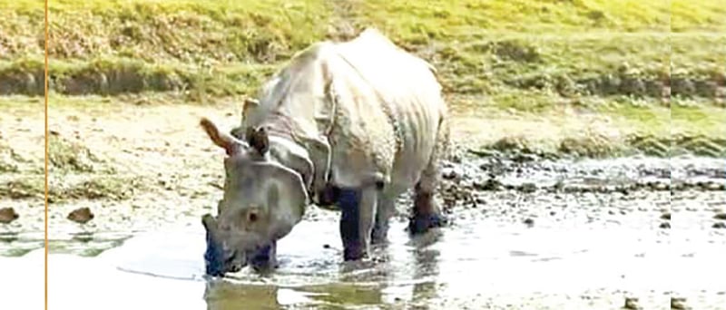 CG's toxic waste pollutes water, wildlife at risk