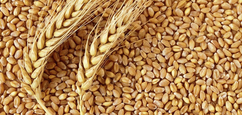 Food management company starts wheat procurement in Kailali