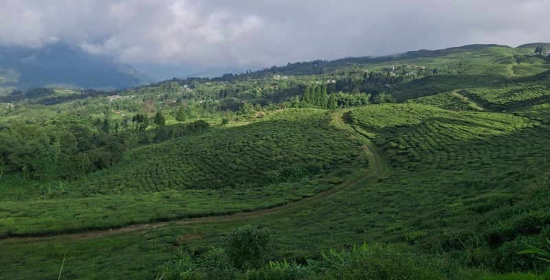 Nepali tea export to face crisis with India's new lab test rule