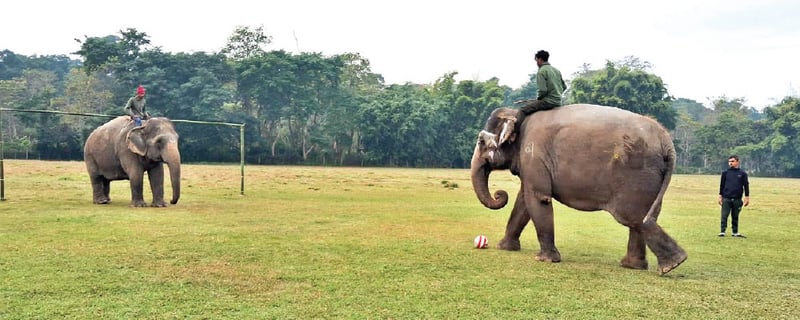 Involving elephants in sports is normal: Experts