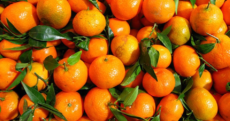 Danbahadur Gurung, Orange festival in Muglin from today