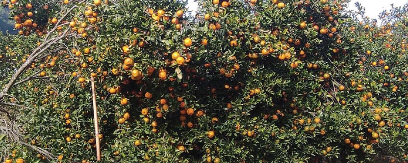 Syangja produces oranges worth Rs. 1.32 billion