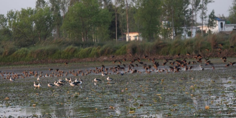 Aquatic birds' census begins in Kanchanpur from today